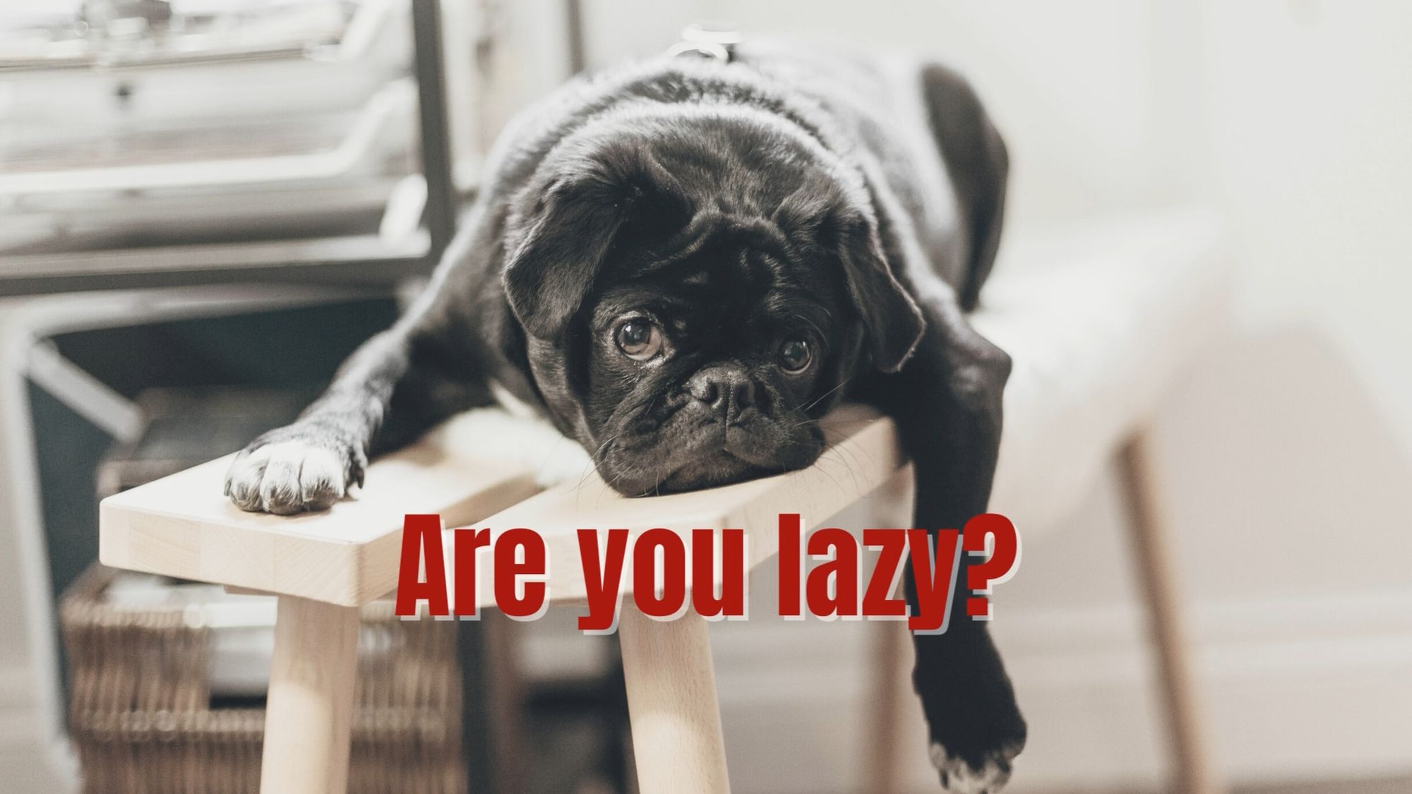 are you lazy?